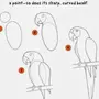 Рисунок попугая поэтапно