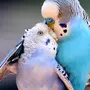 Волнистые Попугаи