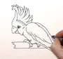 Рисунок Попугая Для Срисовки