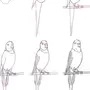 Рисунок Попугая Для Срисовки