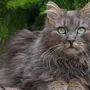 Норвежская Лесная Кошка