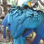 Большой попугай
