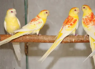 Виды домашних попугаев и название