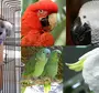Виды домашних попугаев и название
