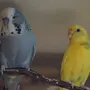 Окрасы волнистых попугаев и названия