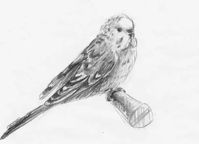 Картинки волнистого попугая для срисовки