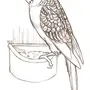 Картинки волнистого попугая для срисовки