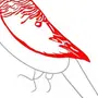 Картинки Волнистого Попугая Для Срисовки