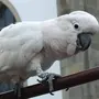 Попугай какаду