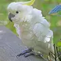 Попугай какаду