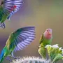 Доброе утро картинки с попугаями