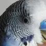 Клюв попугая