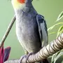 Фотки маленьких попугаев