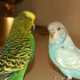 Фотки маленьких попугаев