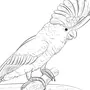 Попугай ара картинки для срисовки