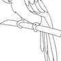 Попугай ара картинки для срисовки