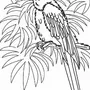 Попугай ара рисунок