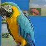 Попугай ара