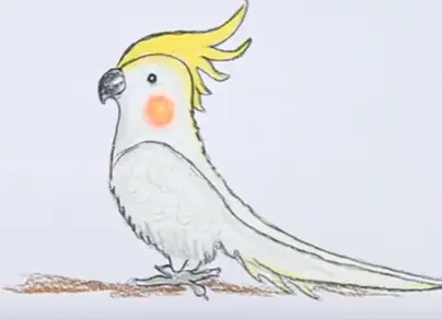 Попугай корелла рисунок
