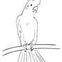 Попугай корелла рисунок