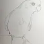 Попугай Корелла Рисунок