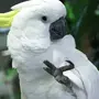 Как Выглядит Попугай Какаду