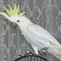 Как выглядит попугай какаду