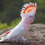Как Выглядит Попугай Какаду