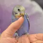 Молодой попугай волнистый