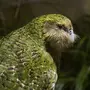 Какапо попугай