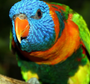Попугай разноцветный