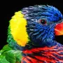 Попугай Разноцветный