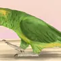 Рисунки двух попугаев карандашом