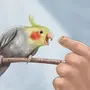 Рисунки двух попугаев карандашом