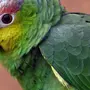 Попугай Амазон