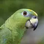 Попугай амазон
