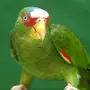 Попугай амазон