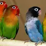 Попугаи неразлучники в домашних условиях
