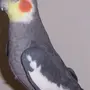 Нимфа попугай