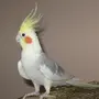 Нимфа попугай
