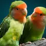 Попугаи неразлучники красивые