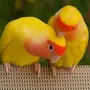 Попугаи неразлучники красивые