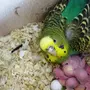 Птенцы попугаев