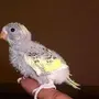 Птенцы попугаев