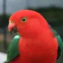 Какарики Попугаи
