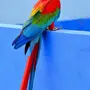 Какарики попугаи
