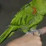 Какарики попугаи