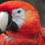 Попугаи Красные