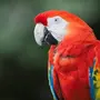 Попугаи красные