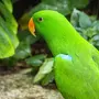 Зеленый Попугай